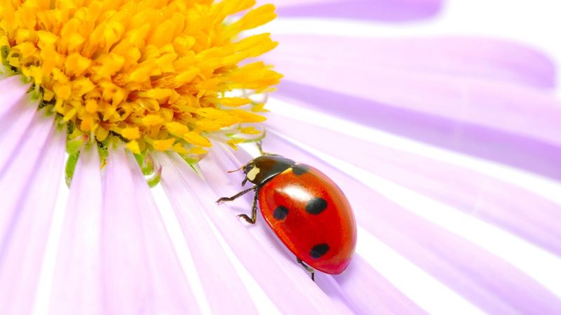 Do Ladybugs Change Color