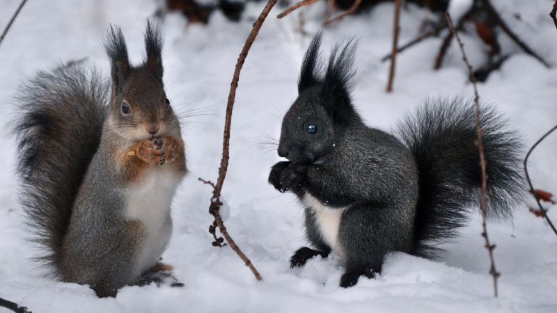 Do Male and Female Squirrels Stay Together