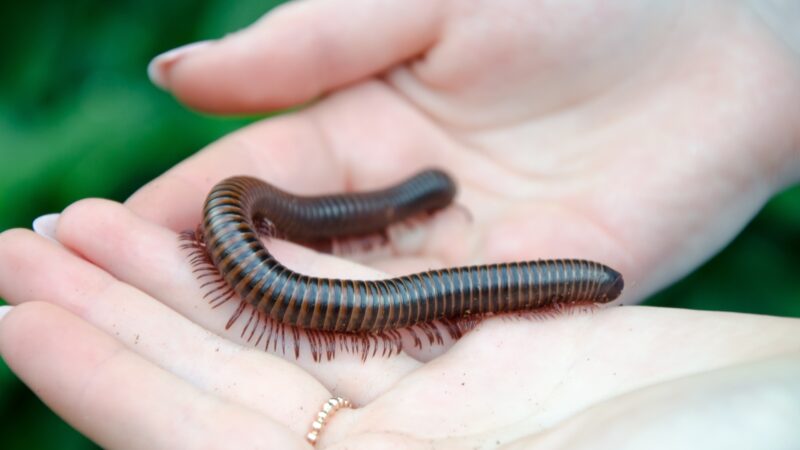 Do Millipedes Burn You