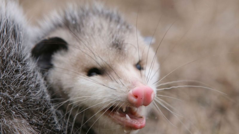 Do Opossums Make Good Pets