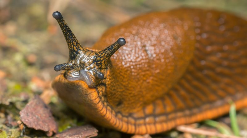 Do Slugs Have Teeth