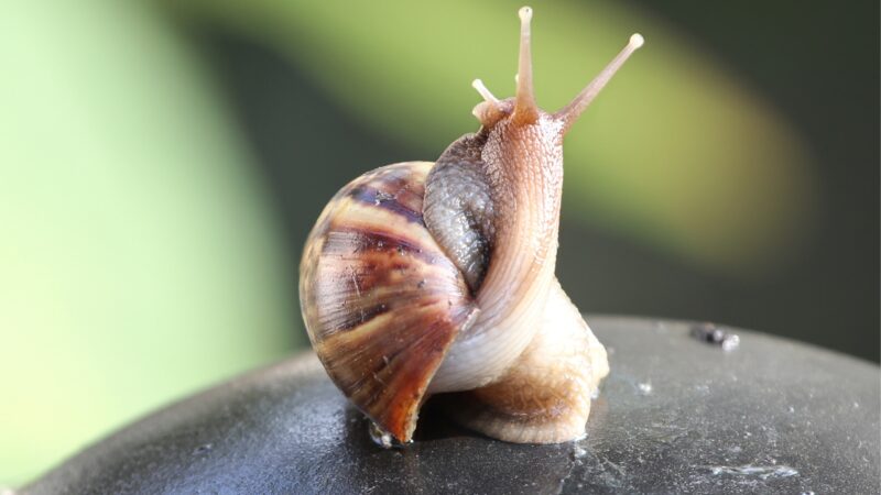 Do Snails Have Teeth?