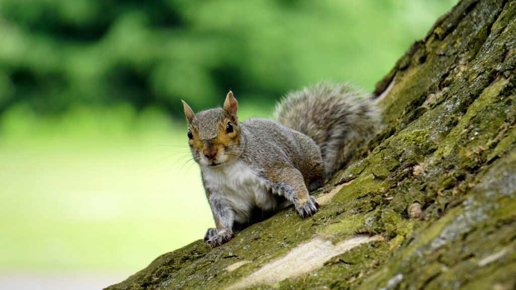 Do Squirrel Abandon Their Babies If Humans Touch Them