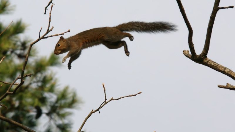 Do Squirrels Come Out at Night for Food