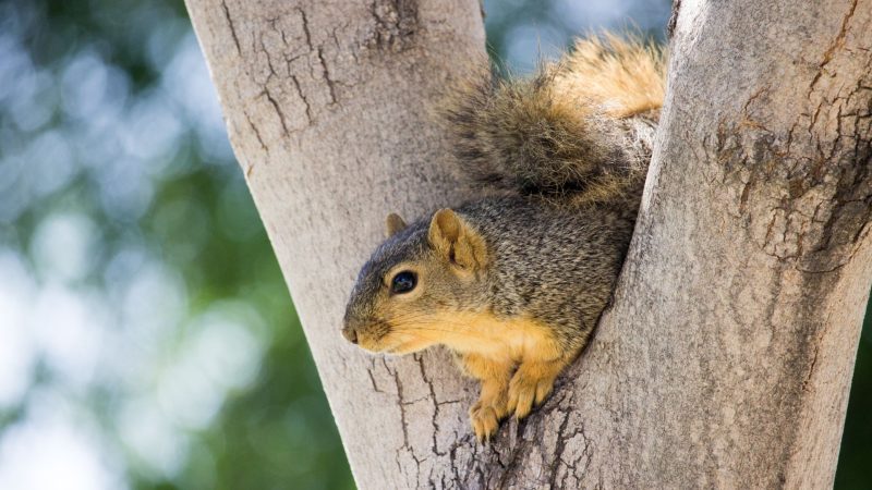 Do Squirrels Like Light or Dark