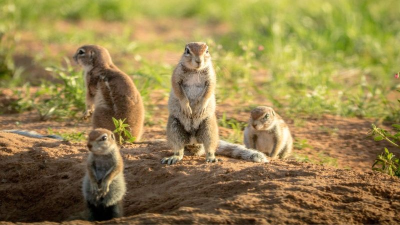 Do Squirrels Mate With Their Offspring