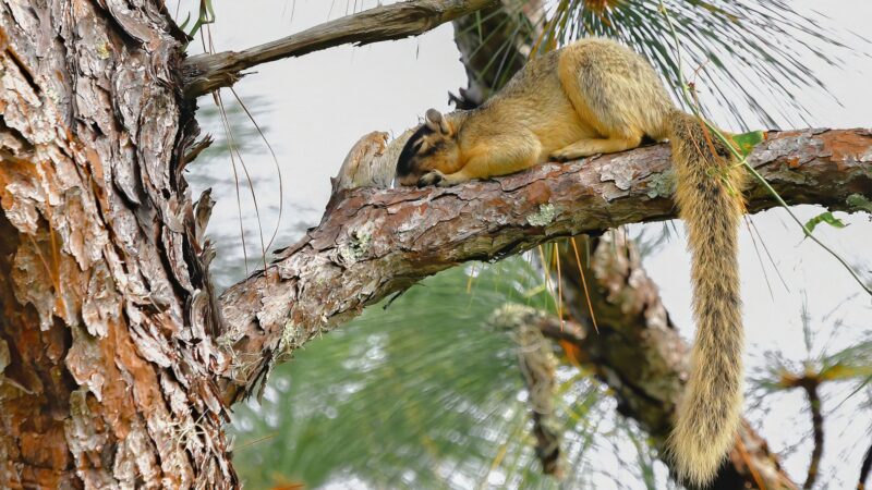 Do Squirrels Sleep Together