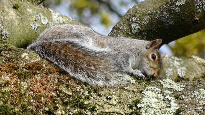 Do Squirrels Sleep