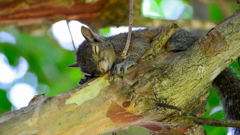 Do Squirrels Sleep in Trees