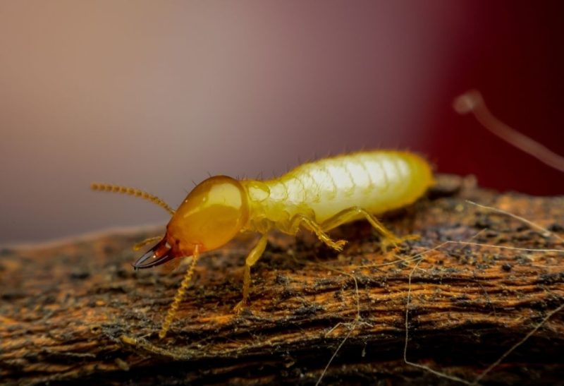 Do Termites Fly All You Need to Know!