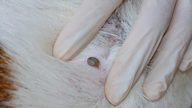 How to Remove an Engorged Tick on Dogs? | A Detailed Guide - Pest Samurai