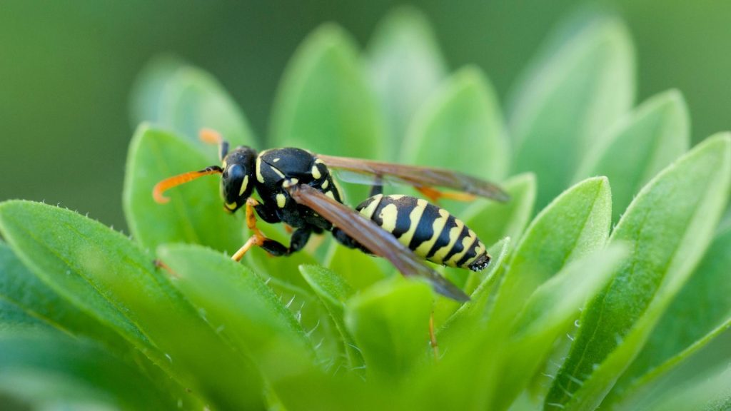 Do Wasps Die After They Sting You