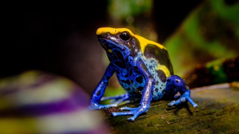 Dyeing Dart Frog