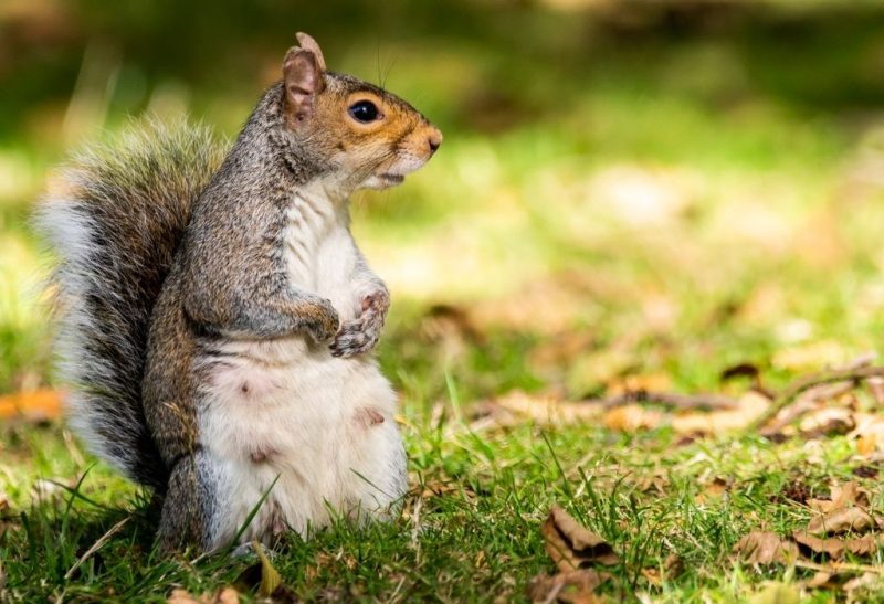 Female Squirrels Have Two Gestation Periods What Does It Mean
