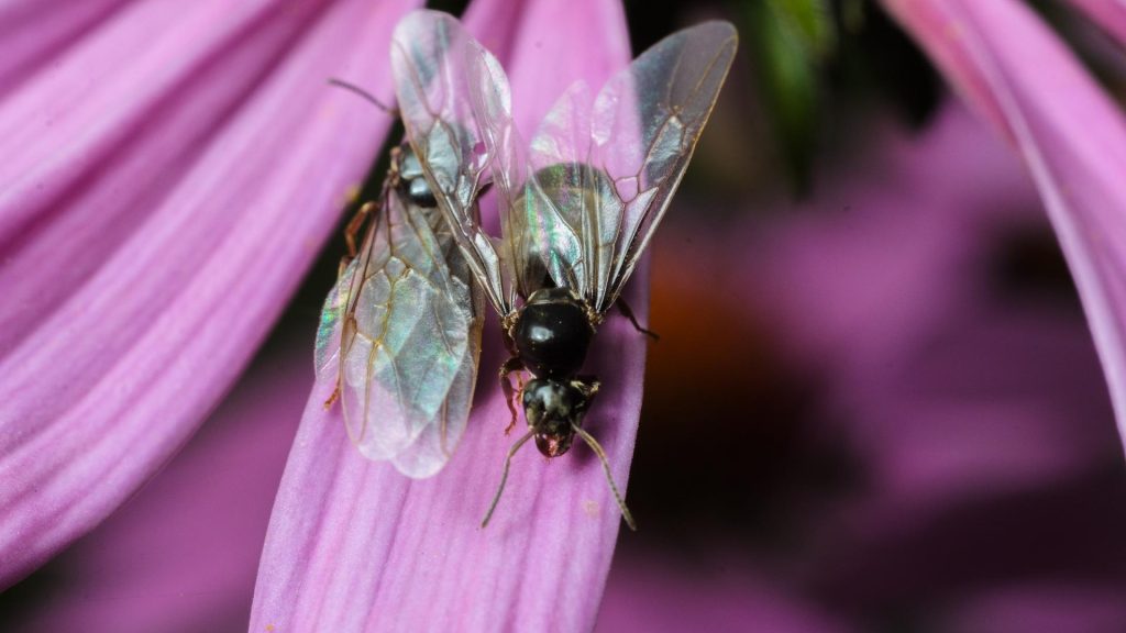 Flying Ants