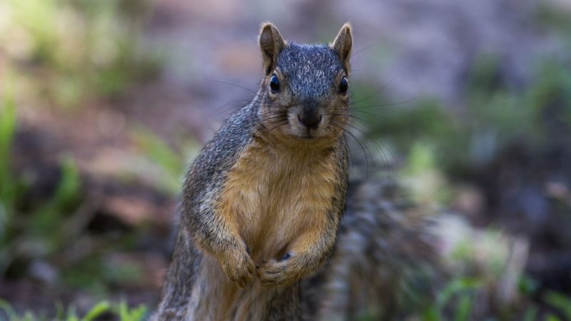 Fox Squirrels