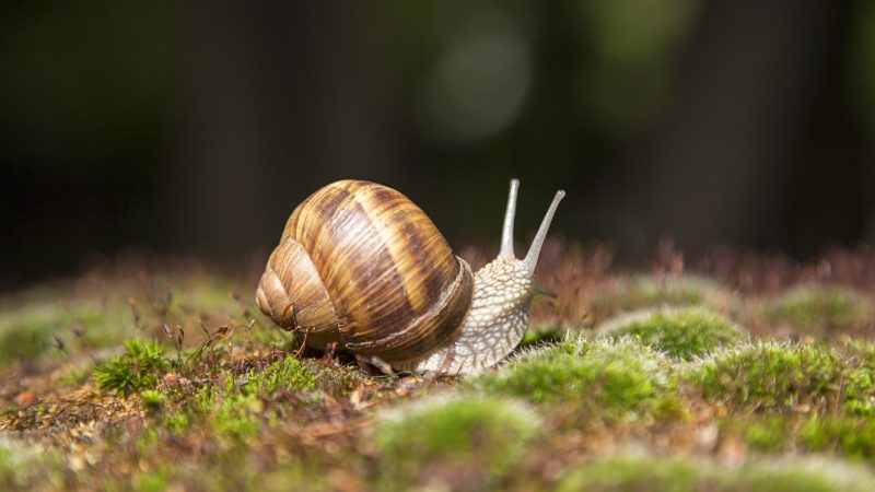 Garden Snail (Cornu Aspersum)