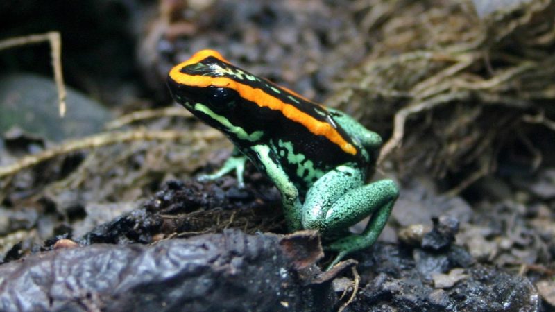 Golfodulcean Poison Frog