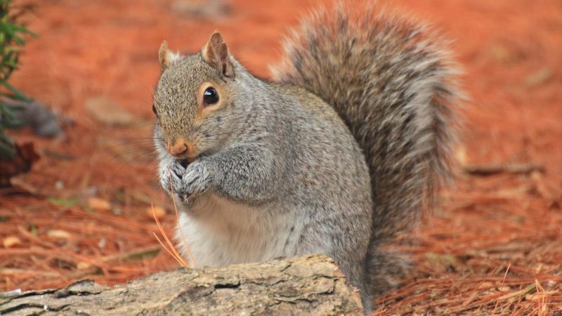 Gray Squirrels