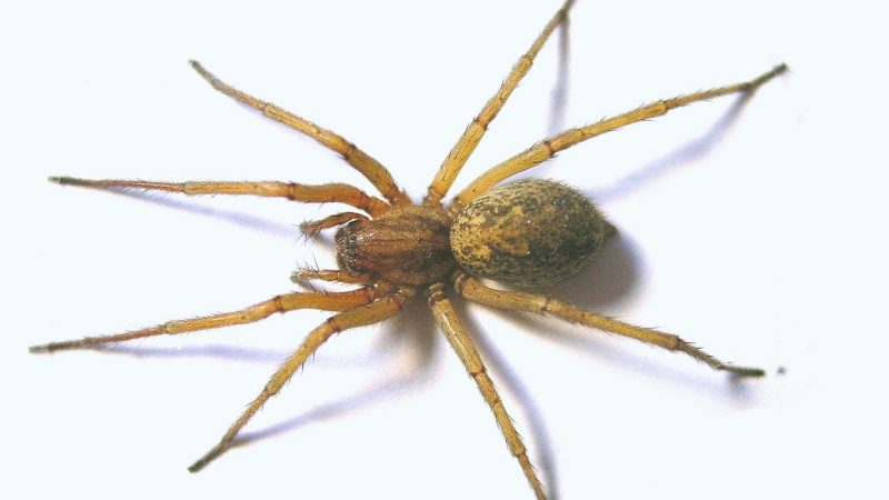 Hobo Spider