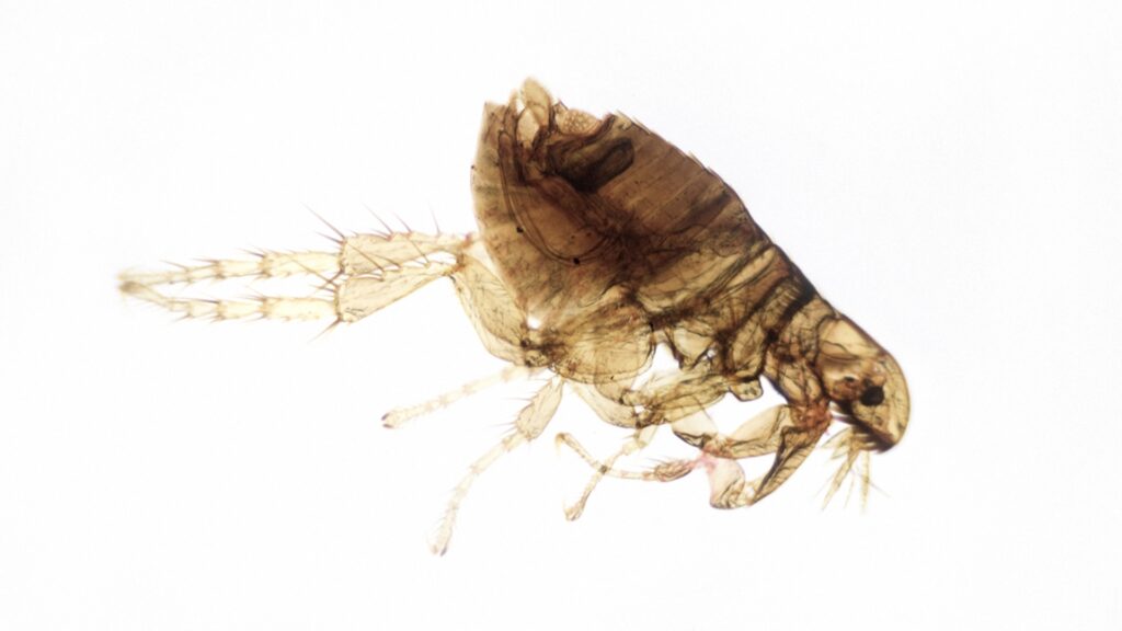 How Big Are Adult Fleas?