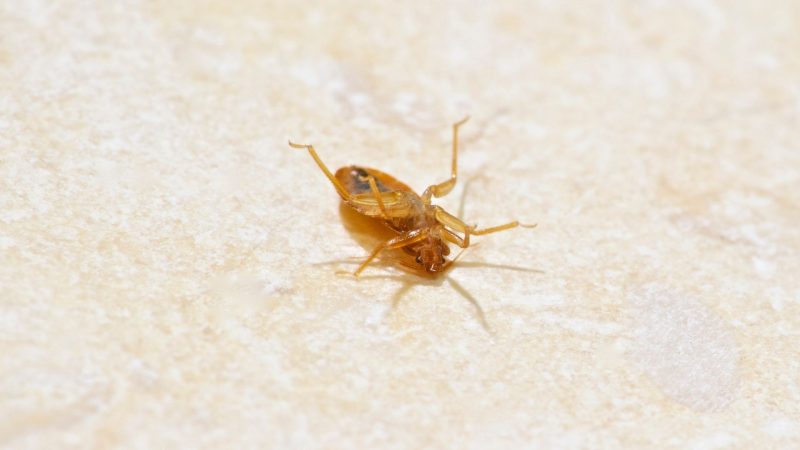How Can You Tell if Bed Bugs Are Dead