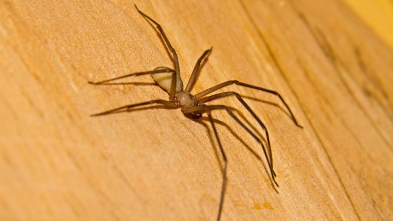 How Dangerous Is Brown Recluse