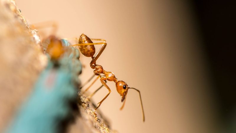 How Do Ants Excrete Waste From Their Body