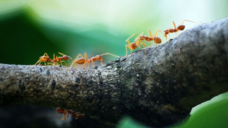 Ants in line