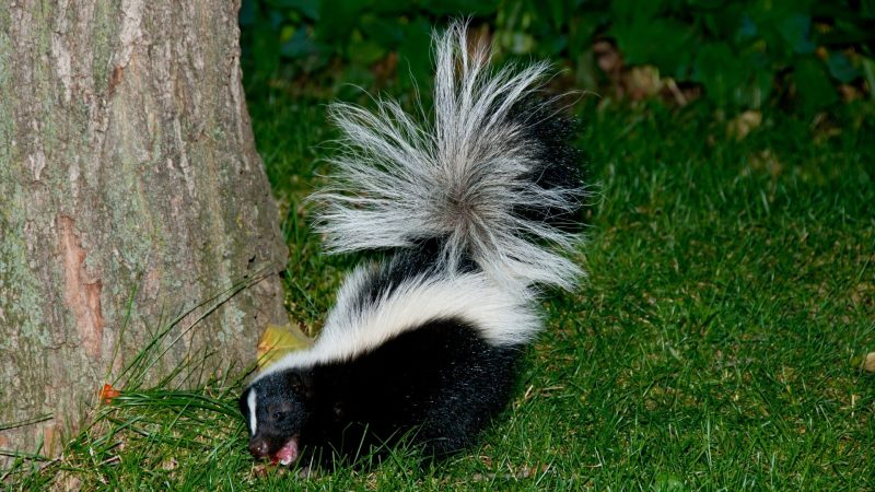 How Do Skunks Behave at Night