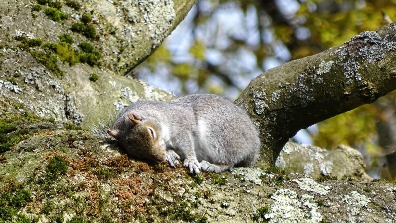How Do Squirrels Sleep