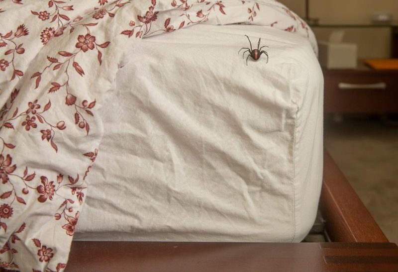 How Do You Keep Spiders Out of Your Bed
