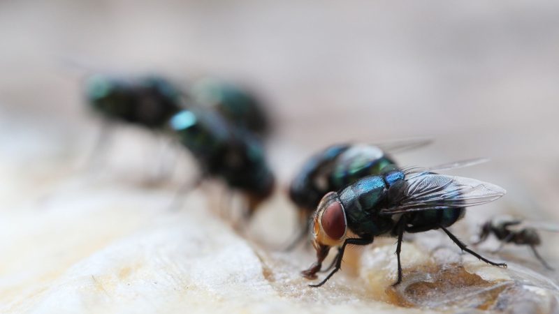 How Fast Do Flesh Flies Reproduce