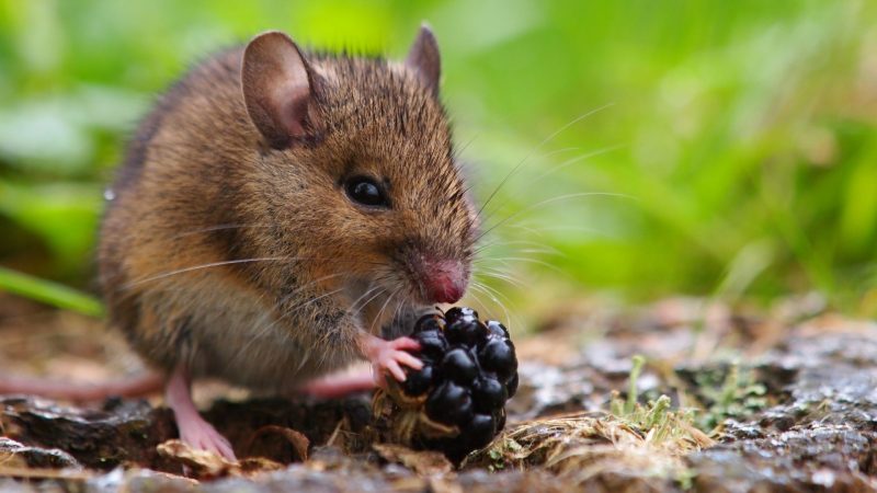 How Long Can a Field Mouse Live Without Food