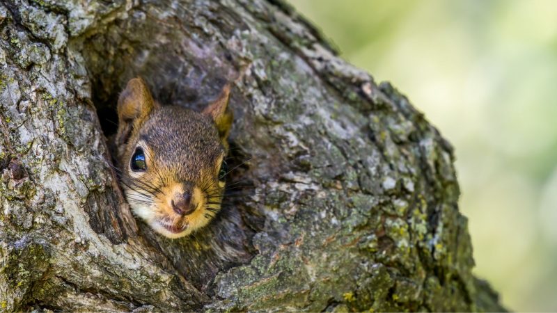 How Long Do Baby Squirrels Stay In the Nest