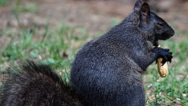 How Long Do Squirrels Stay Pregnant?
