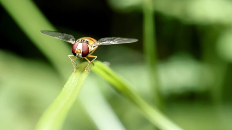 How Long Does It Take To Get Rid of Fruit Flies