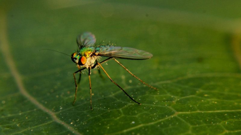 How Long Will a Fruit Fly Live Without Food