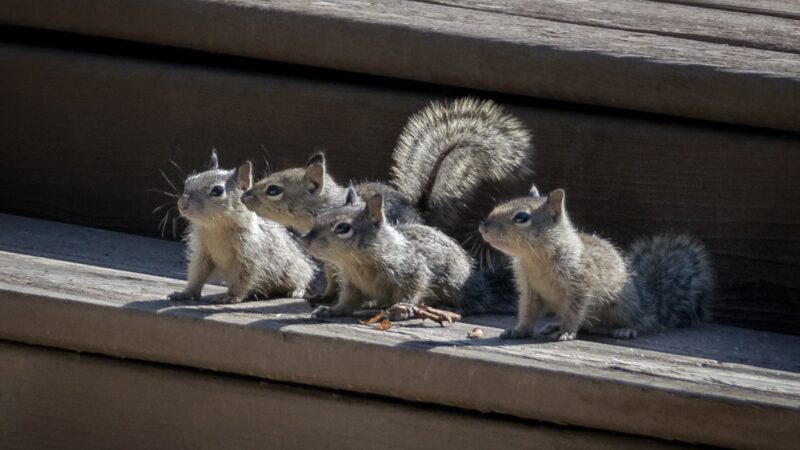 How Many Babies Can a Squirrel Have?