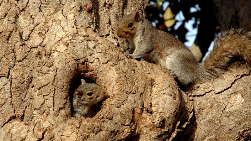 How Old Are Squirrels When They Mate