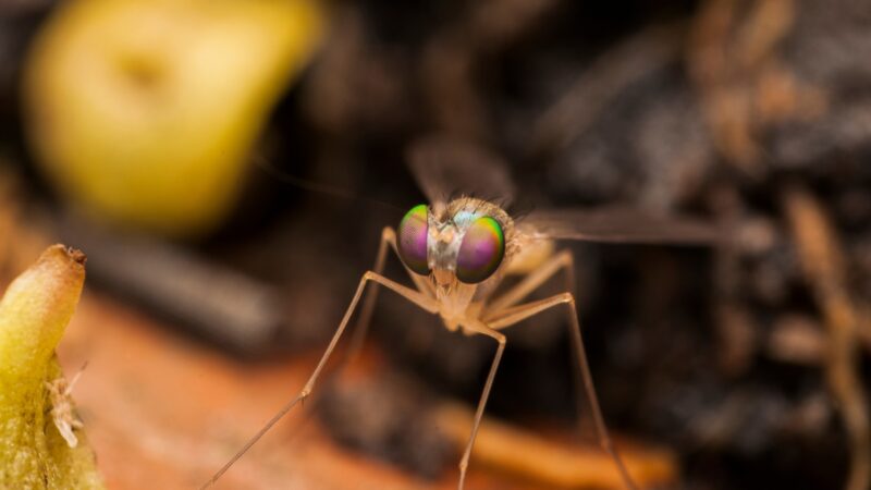 How to Catch Fruit Flies