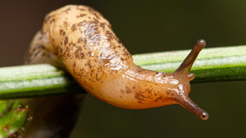 How to Eliminate Slugs in Your Garden?   