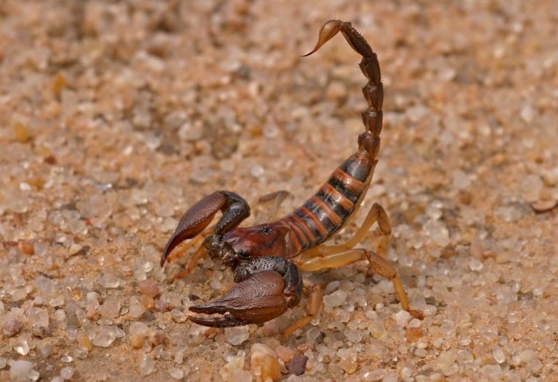 How to Get Rid of Baby Scorpions in My House