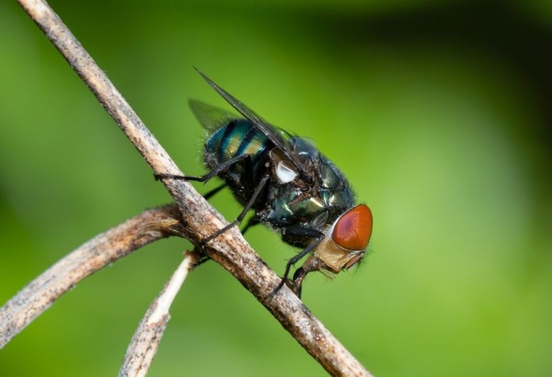 How to Get Rid of Blow Flies A Complete Guide