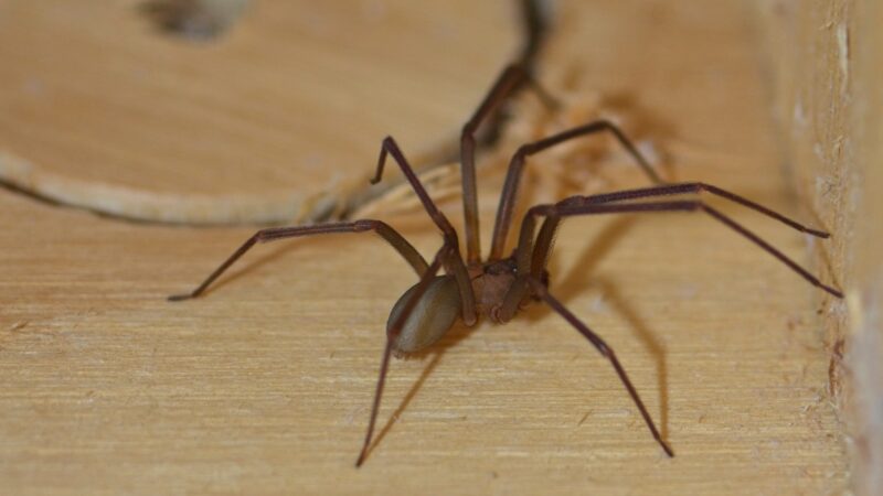 How to Get Rid of Brown Recluse Spiders Outside?