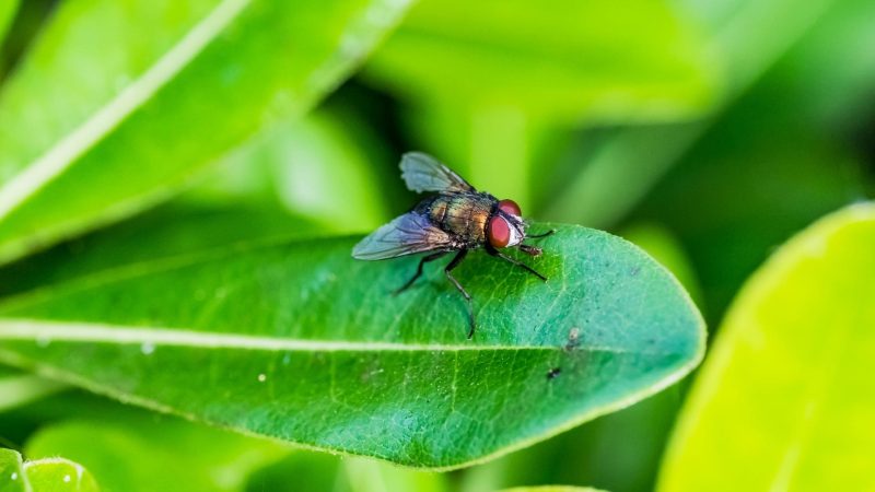 How to Get Rid of Flies on Outdoor Plants