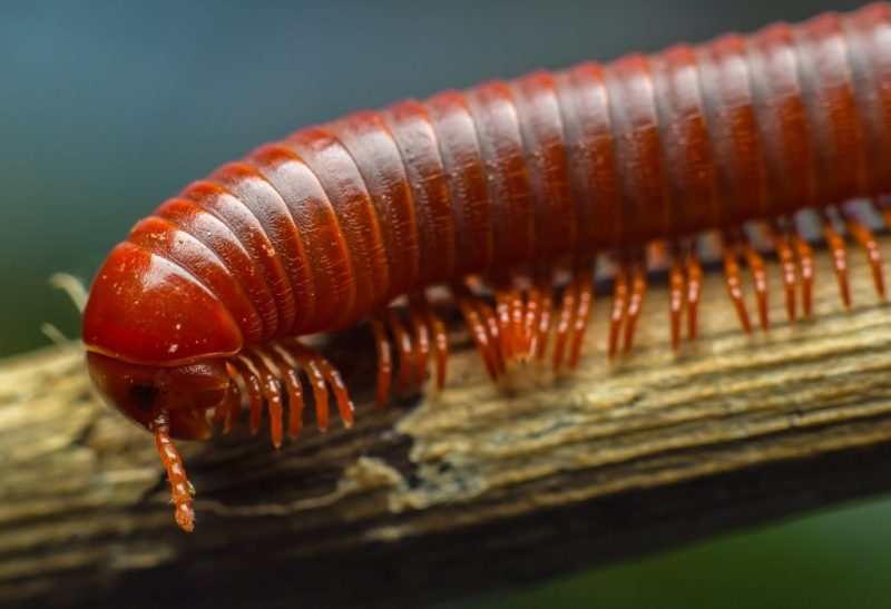 How to Get Rid of Millipedes Naturally A Detailed Guide