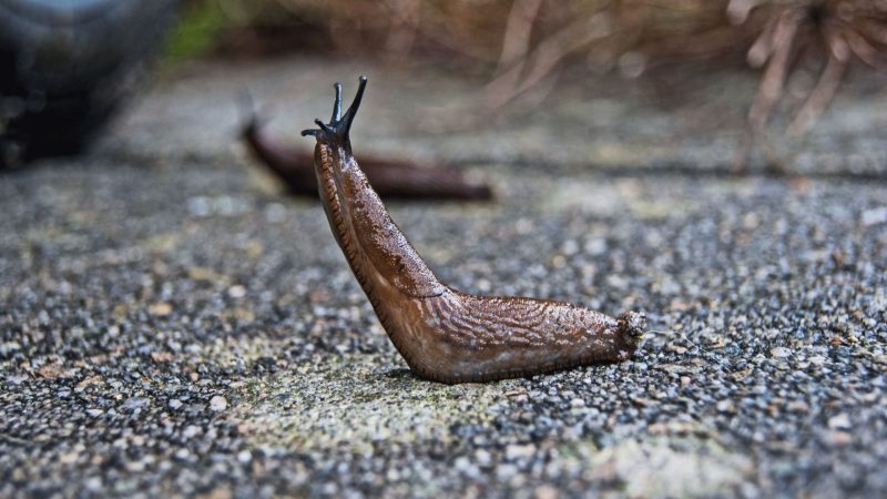 How to Identify a Slug