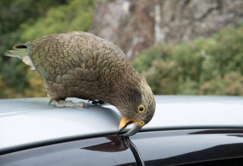 How to Keep Birds Away From Your Car Control and Prevention