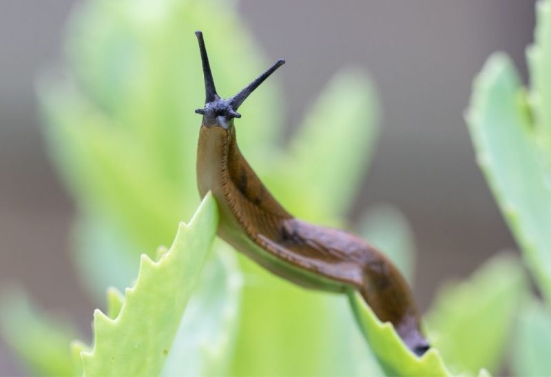 How to Keep Slugs Out of Your Garden Bed The Natural Way